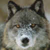 Wolf.jpg (8364215 bytes)